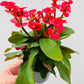 Bilde av Euphorbia milii-Spanne Plantesalg