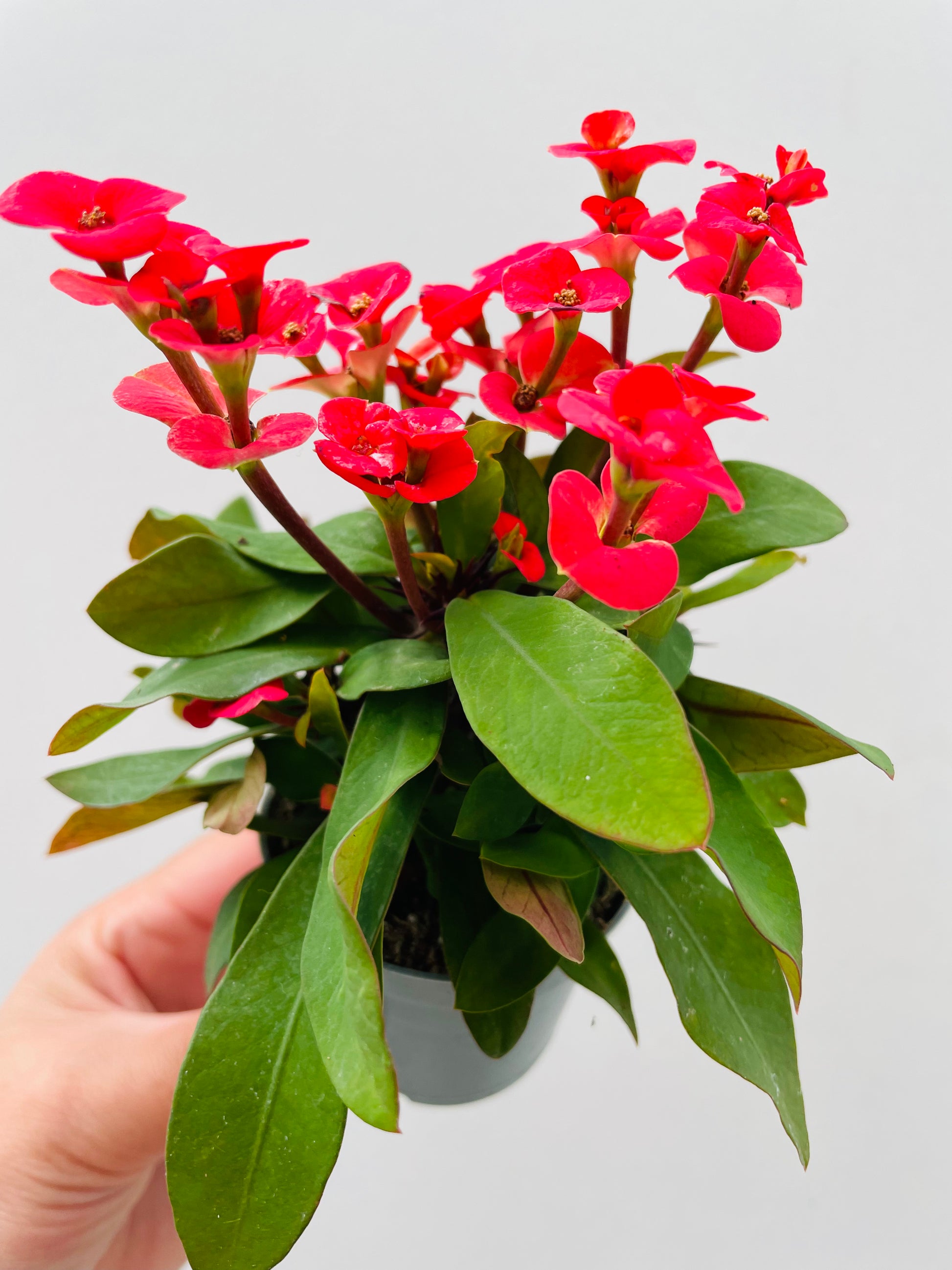 Bilde av Euphorbia milii-Spanne Plantesalg
