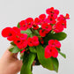 Bilde av Euphorbia milii-Spanne Plantesalg