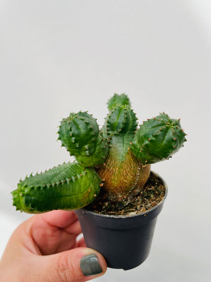 Bilde av Euphorbia pseudoglobosa-Spanne Plantesalg