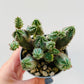 Bilde av Euphorbia pseudoglobosa 6 cm potte-Spanne Plantesalg