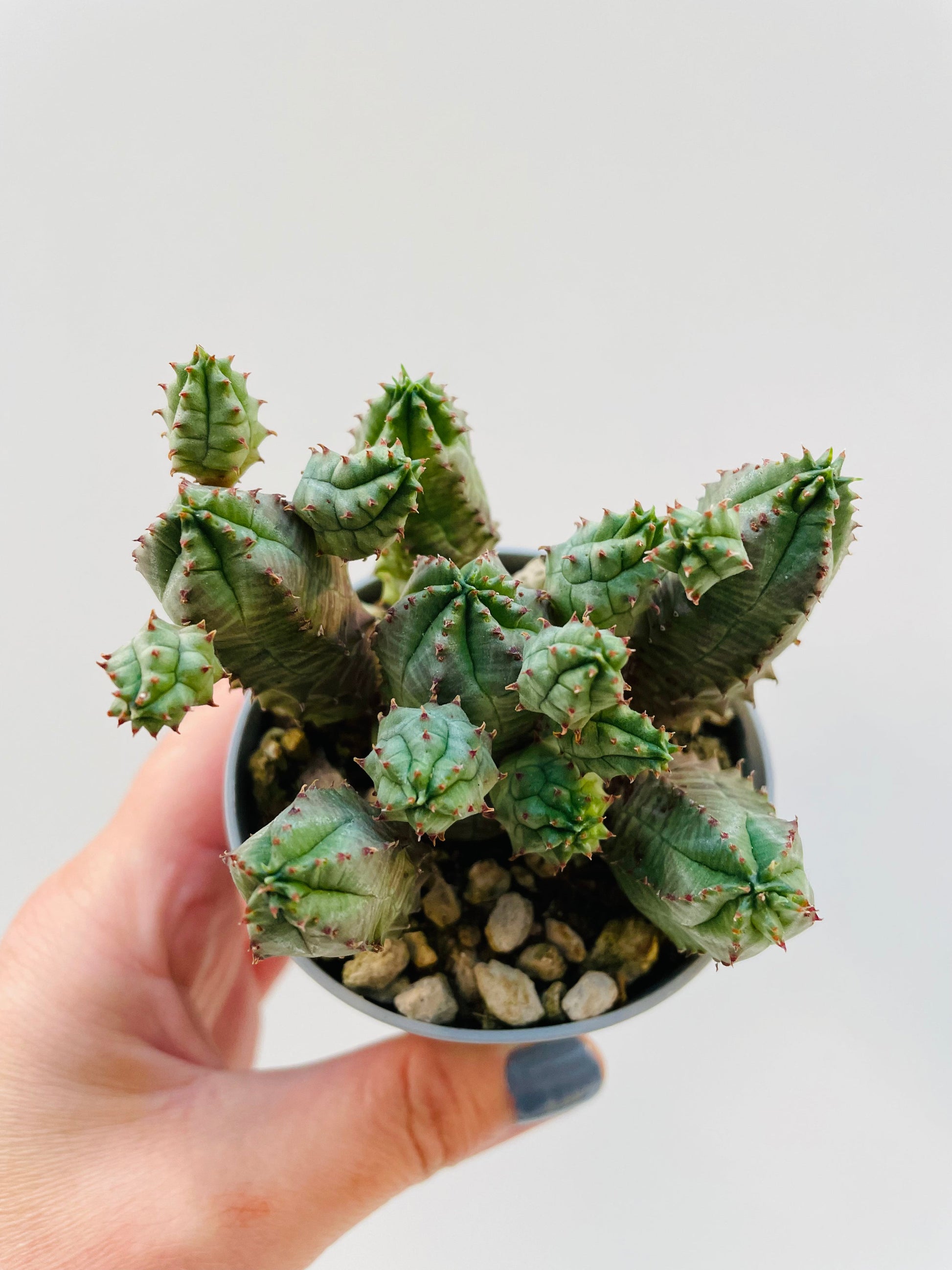 Bilde av Euphorbia pseudoglobosa 6 cm potte-Spanne Plantesalg