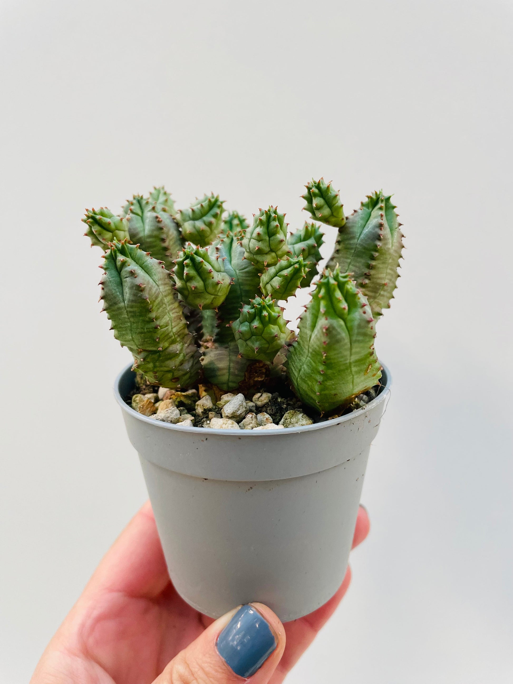 Bilde av Euphorbia pseudoglobosa 6 cm potte-Spanne Plantesalg