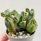 Bilde av Euphorbia pseudoglobosa 6 cm potte-Spanne Plantesalg