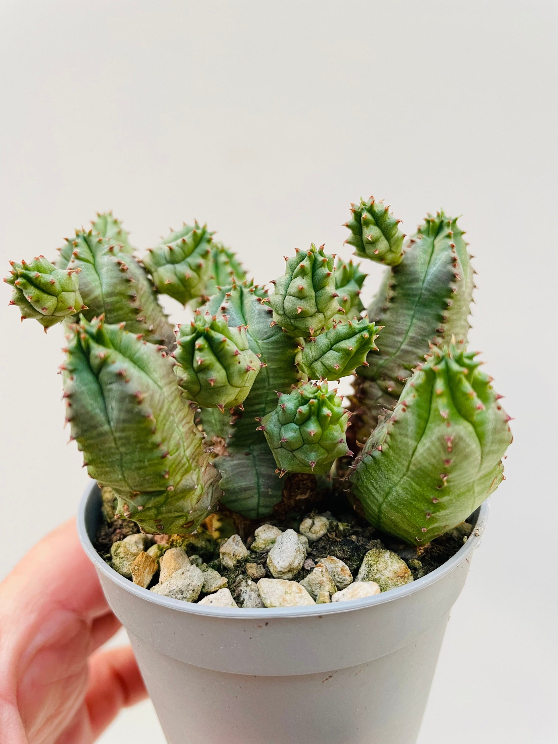 Bilde av Euphorbia pseudoglobosa 6 cm potte-Spanne Plantesalg