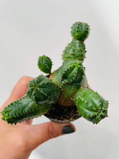 Bilde av Euphorbia pseudoglobosa-Spanne Plantesalg