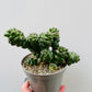 Bilde av Euphorbia ritchiei 12 cm potte-Spanne Plantesalg