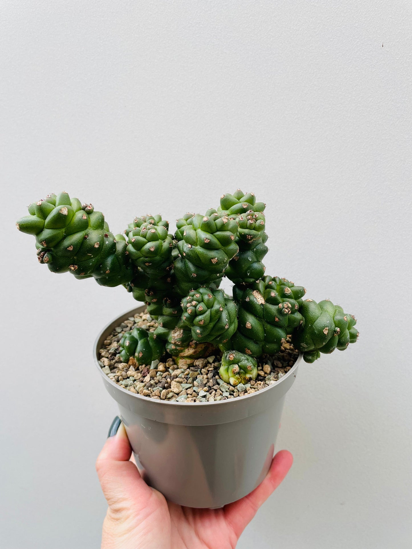 Bilde av Euphorbia ritchiei 12 cm potte-Spanne Plantesalg