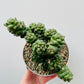 Bilde av Euphorbia ritchiei 12 cm potte-Spanne Plantesalg