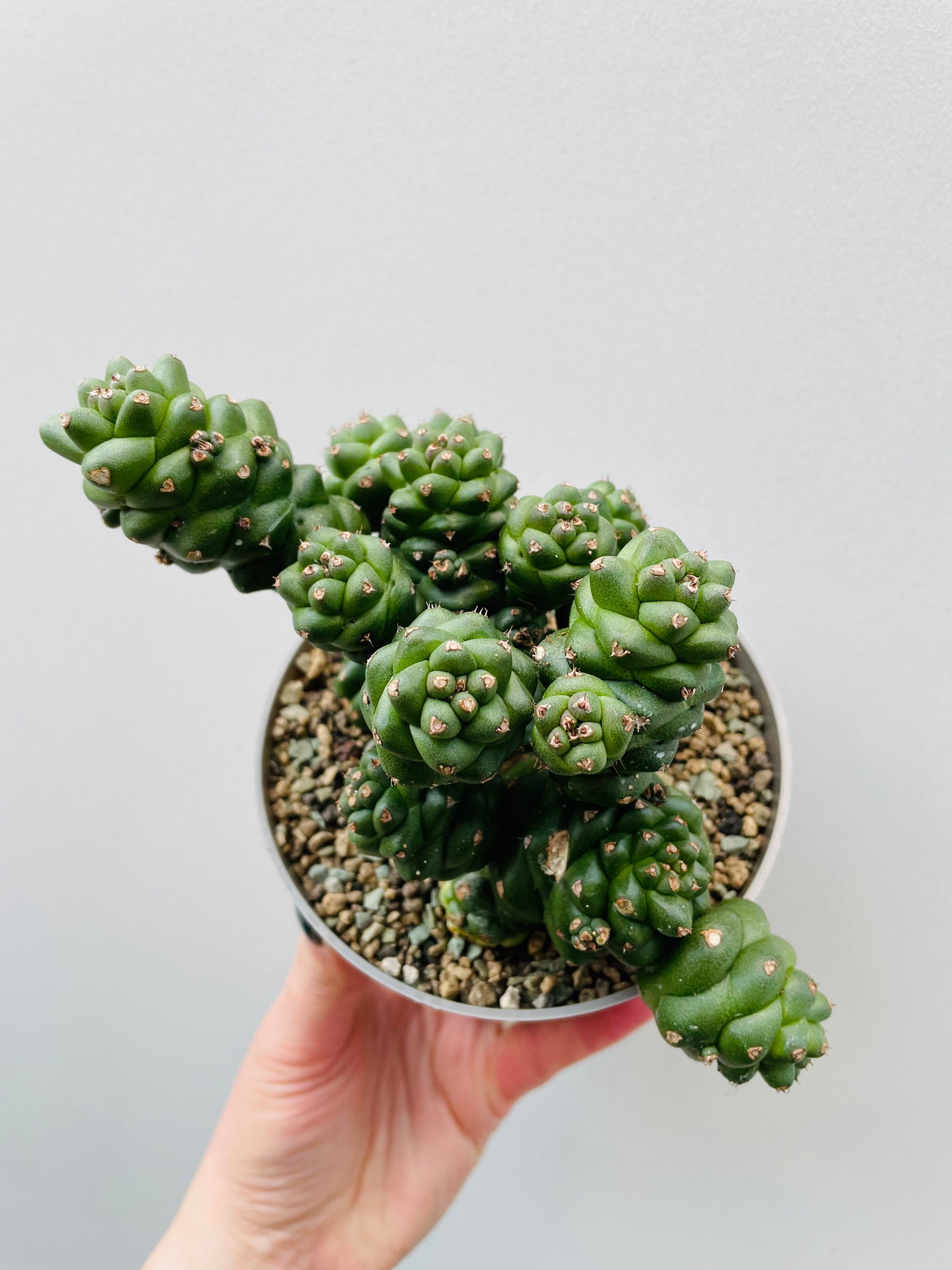 Bilde av Euphorbia ritchiei 12 cm potte-Spanne Plantesalg