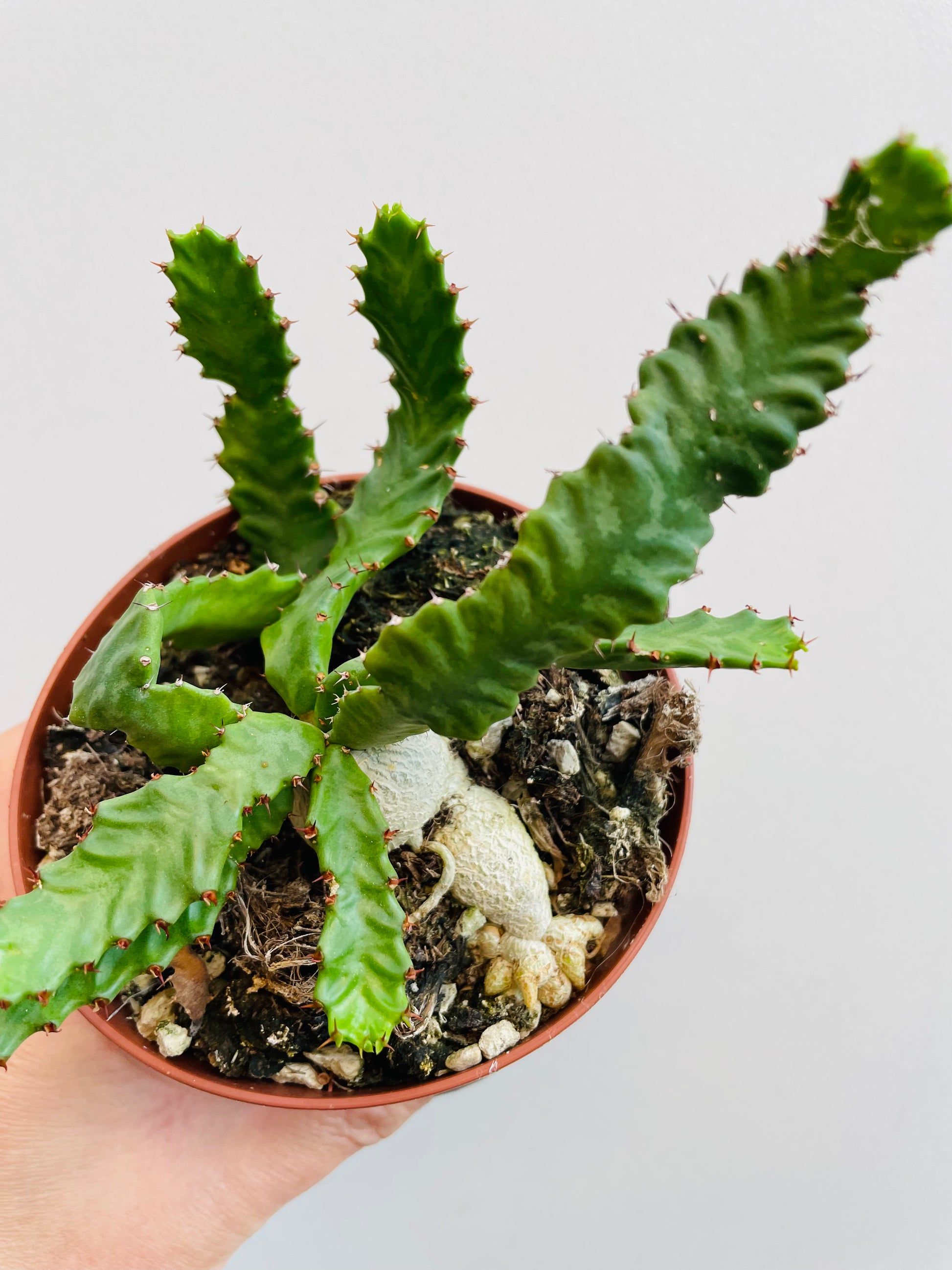 Bilde av Euphorbia stellata-Spanne Plantesalg