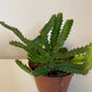 Euphorbia Stellata