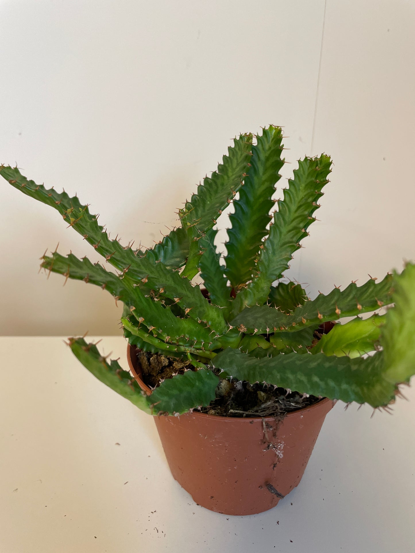 Euphorbia Stellata