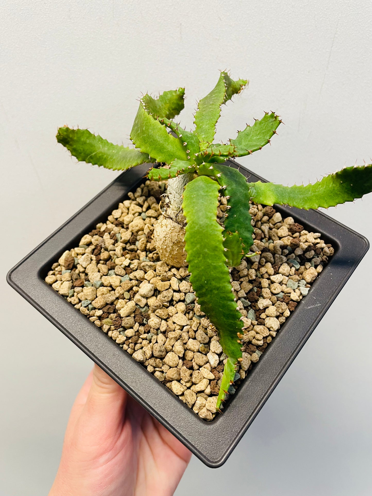 Bilde av Euphorbia stellata-Spanne Plantesalg