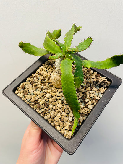 Bilde av Euphorbia stellata-Spanne Plantesalg