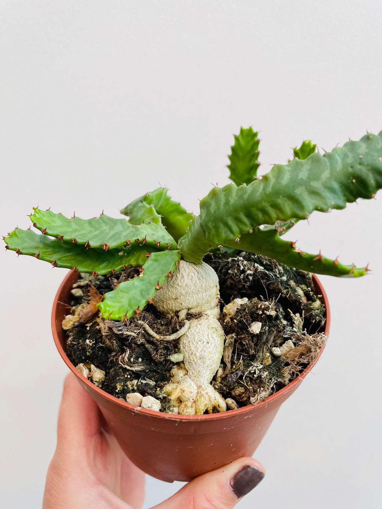 Bilde av Euphorbia stellata-Spanne Plantesalg