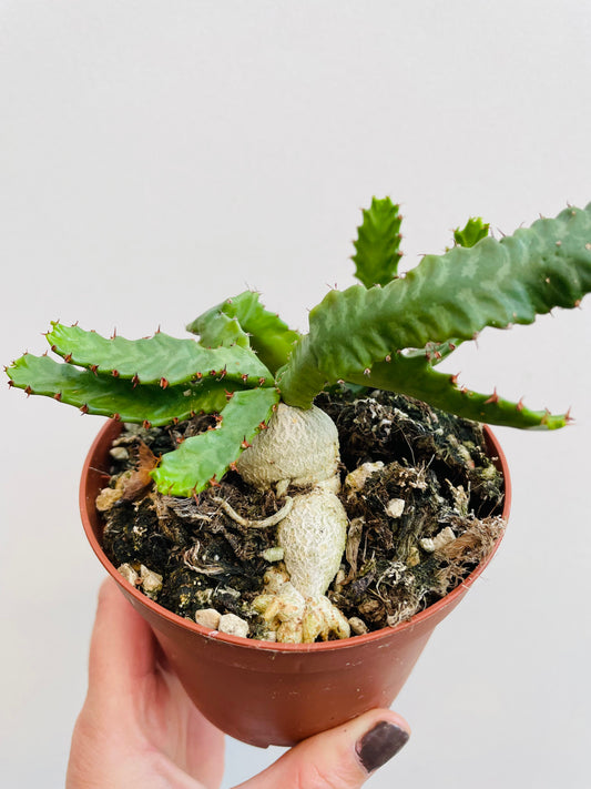 Bilde av Euphorbia stellata-Spanne Plantesalg