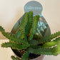 Euphorbia Stellata