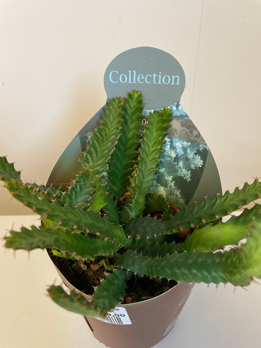 Euphorbia Stellata