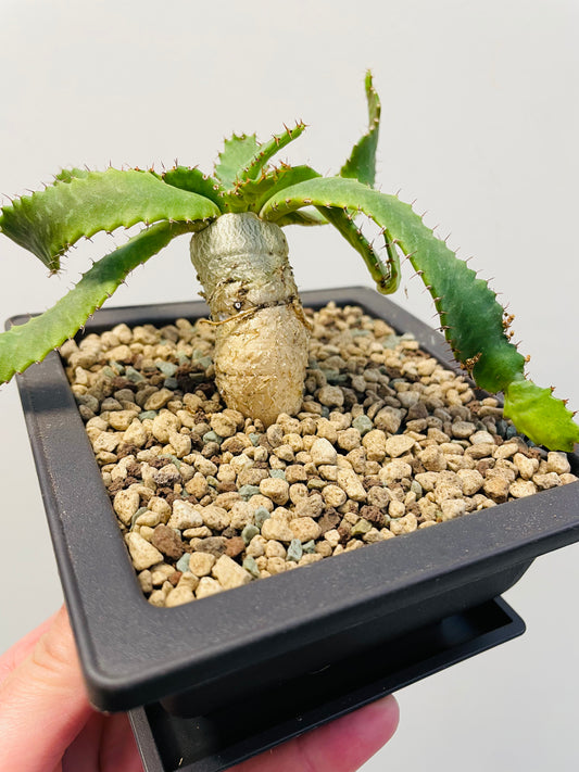 Bilde av Euphorbia stellata-Spanne Plantesalg