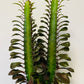 Bilde av Euphorbia trigona ‘Rubra’-Spanne Plantesalg