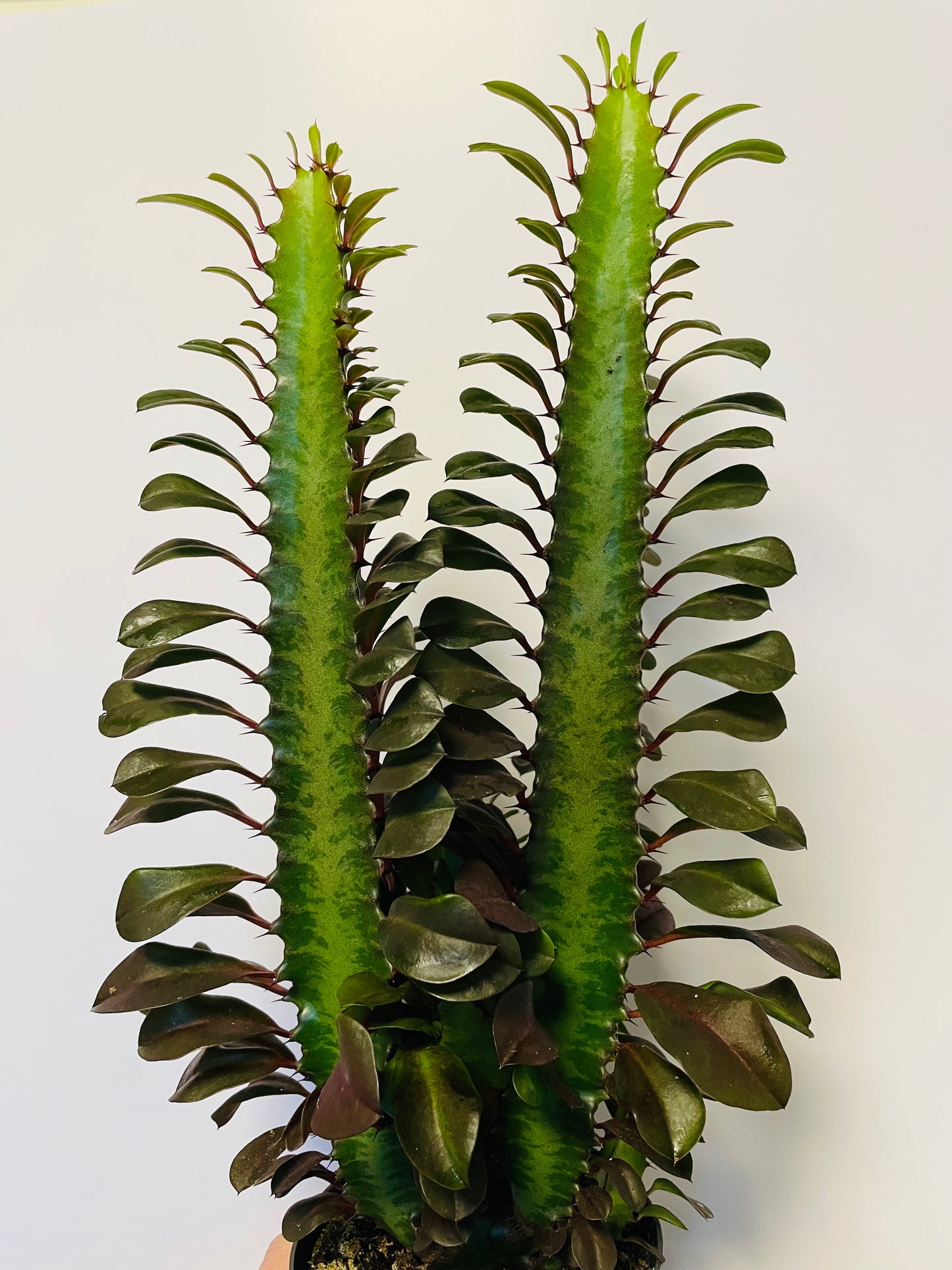 Bilde av Euphorbia trigona ‘Rubra’-Spanne Plantesalg