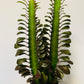 Bilde av Euphorbia trigona ‘Rubra’-Spanne Plantesalg