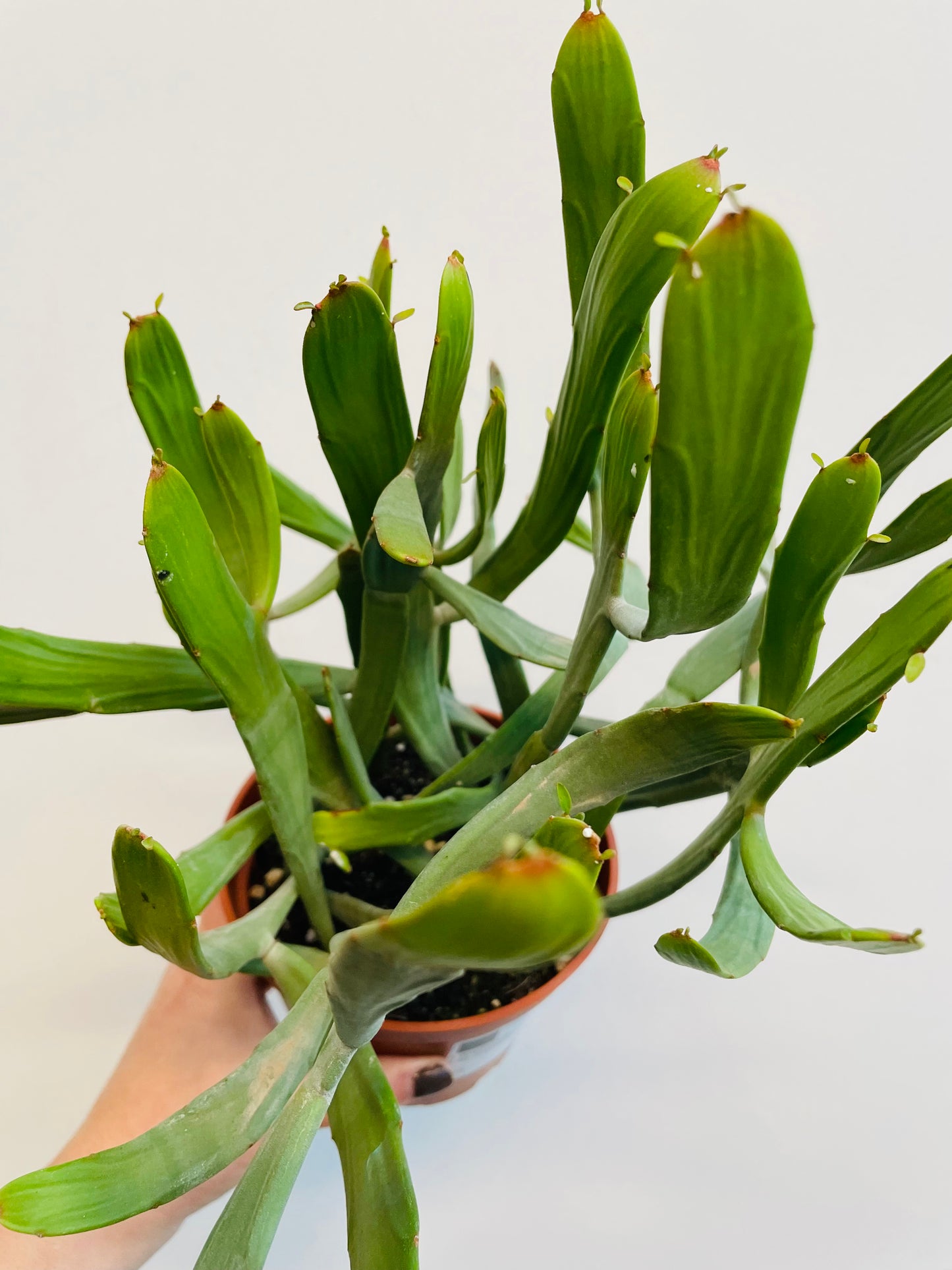 Bilde av Euphorbia ‘Xylophyloides’-Spanne Plantesalg