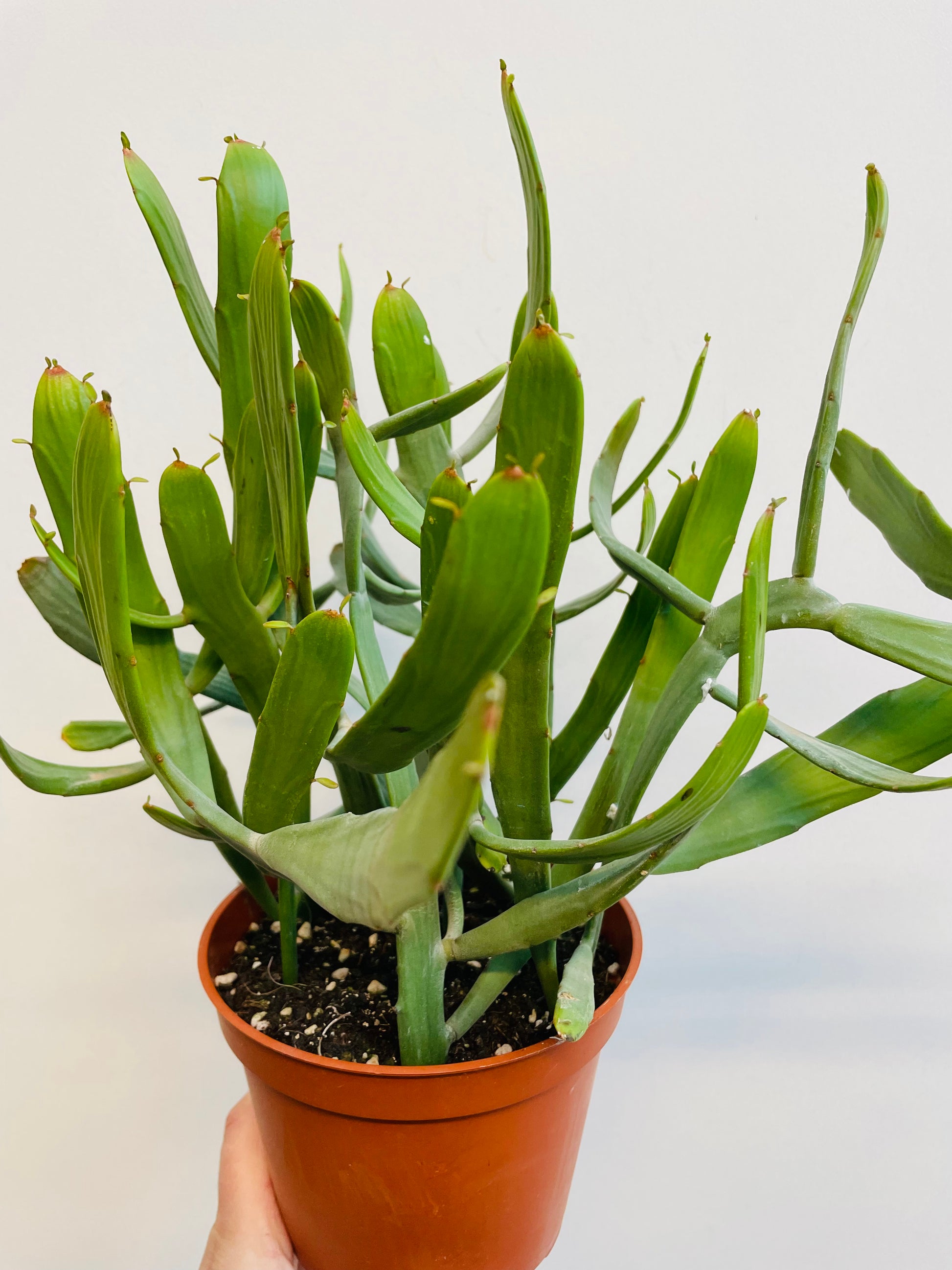 Bilde av Euphorbia ‘Xylophyloides’-Spanne Plantesalg