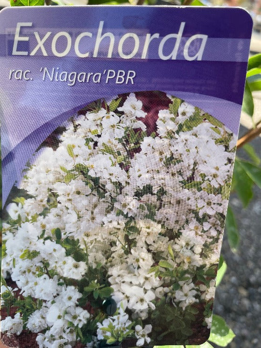 Bilde av Exochorda racem. 'Niagara' ®-Spanne Plantesalg