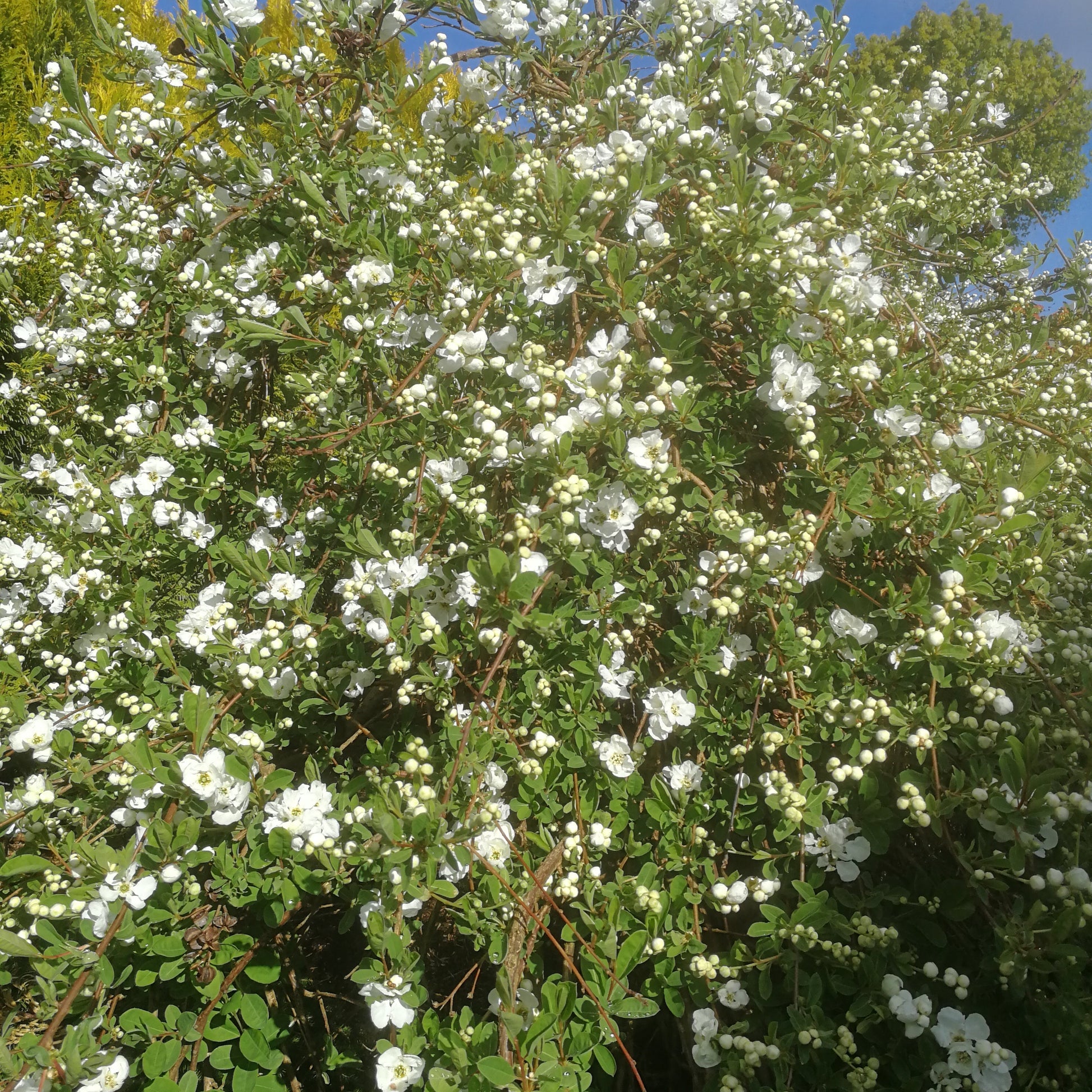 Bilde av Exochorda 'The Bride'-Spanne Plantesalg