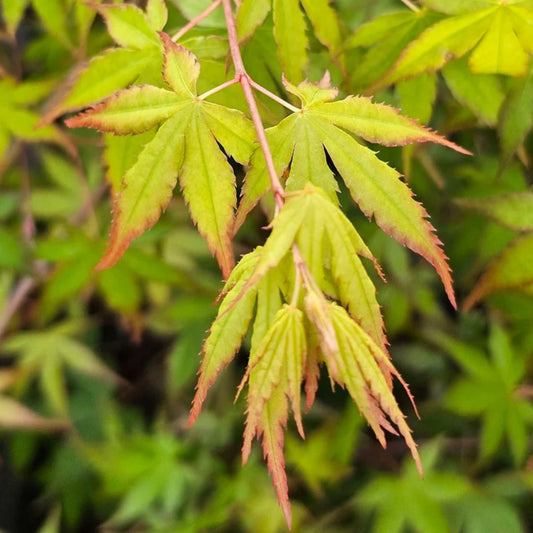 Bilde av Acer palmatum 'Nakakamado Weeping'-Spanne Plantesalg