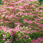 Bilde av Cornus kousa 'Heart Throb'-Spanne Plantesalg