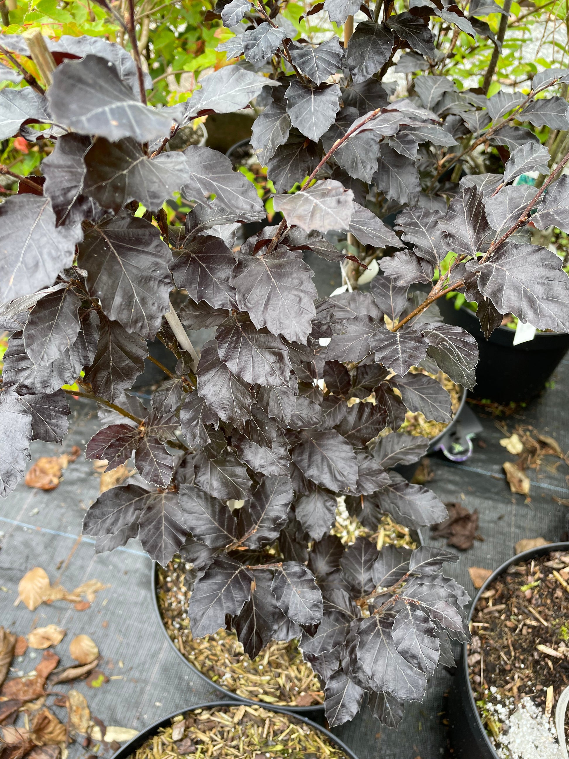 Bilde av Fagus sylv. 'Purpurea Nana'-Spanne Plantesalg