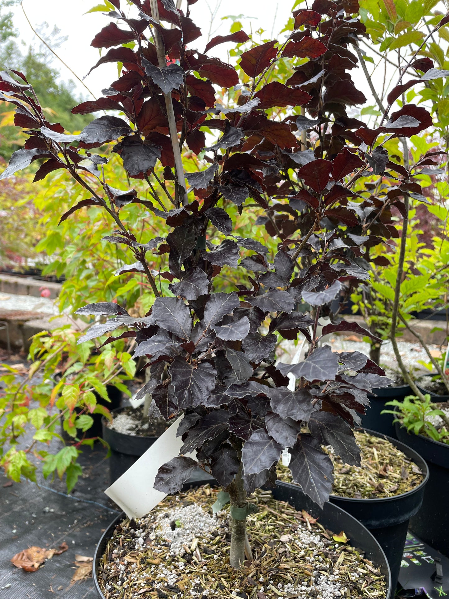 Bilde av Fagus sylv. 'Purpurea Nana'-Spanne Plantesalg