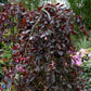 Bilde av Fagus sylvatica Toppoddet 'Purpurea Pendula'-Spanne Plantesalg
