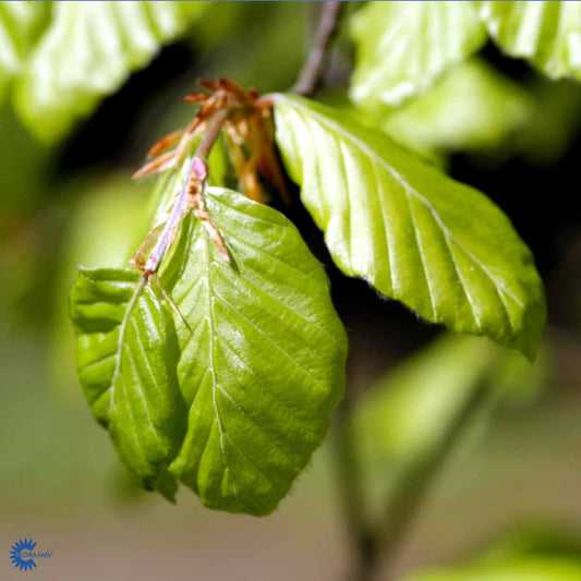 Bilde av Fagus sylvatica-Spanne Plantesalg