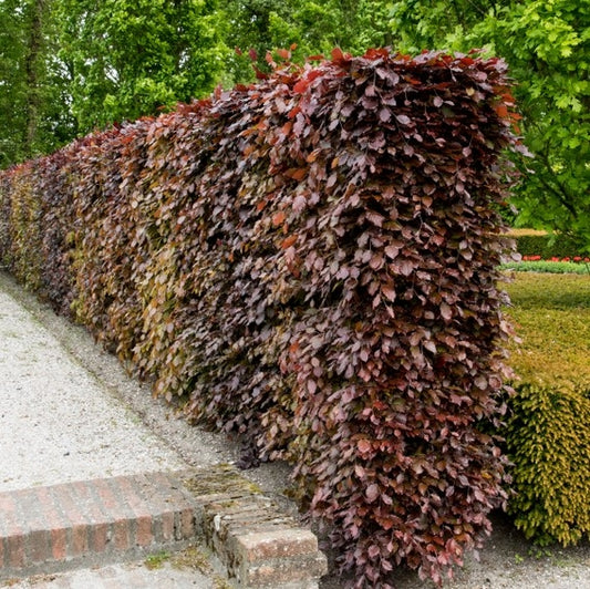 Bilde av Fagus Sylvatica Atropunicea-Spanne Plantesalg