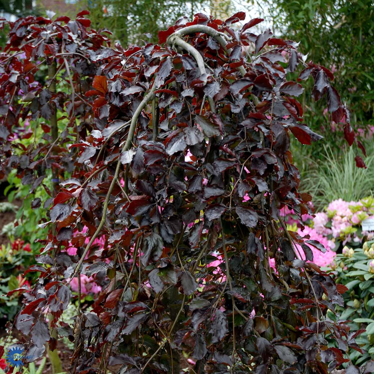 Bilde av Fagus sylvatica 'Purpurea Pendula' på stamme-Spanne Plantesalg