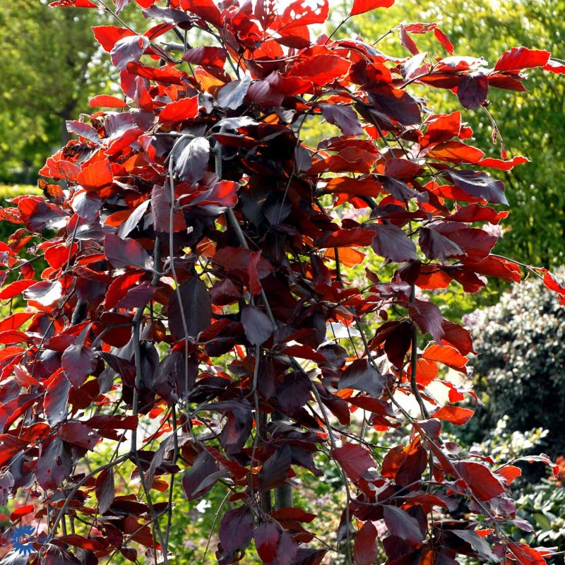 Bilde av Fagus sylvatica 'Purpurea Pendula'-Spanne Plantesalg