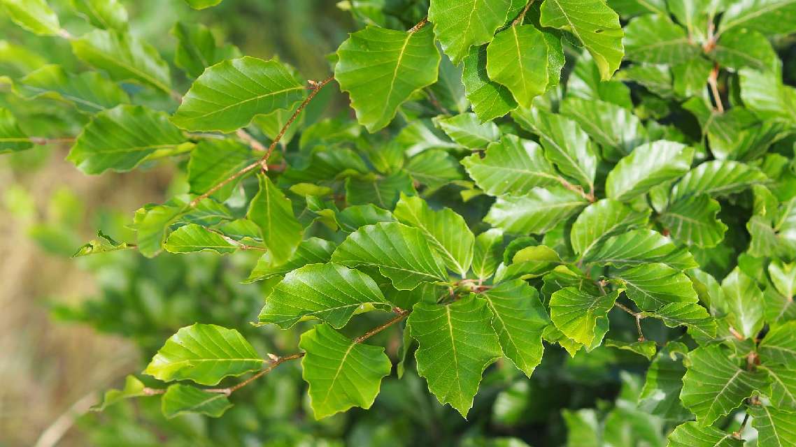 Bilde av FAGUS SYLVATICA-Spanne Plantesalg