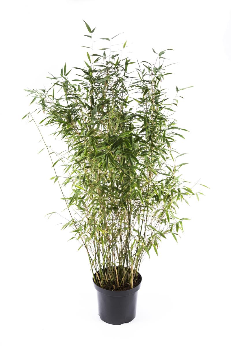 Bilde av FARGESIA M. 'DINO' XL-Spanne Plantesalg