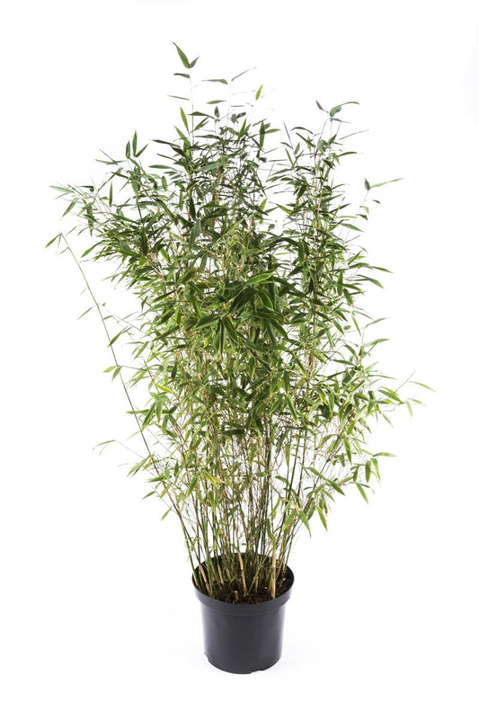 Bilde av FARGESIA M. 'DINO' XL-Spanne Plantesalg