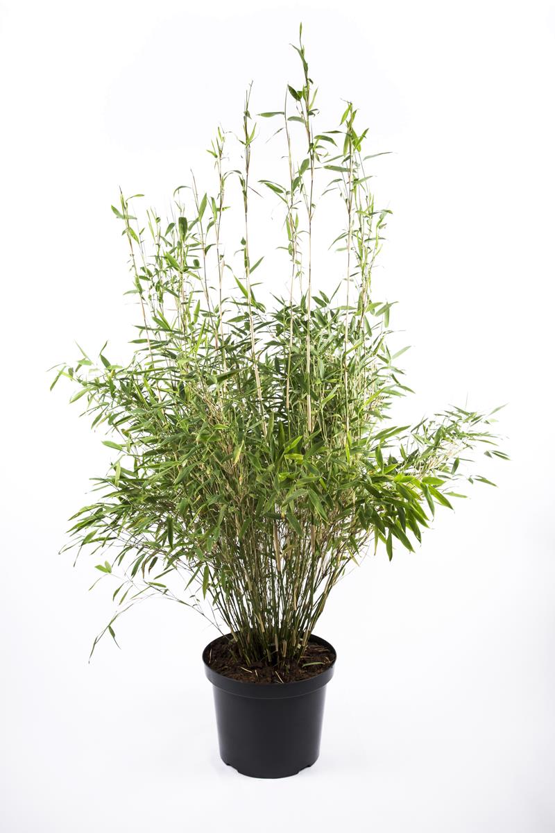 Bilde av FARGESIA MURIELAE 'SIMBA' XL-Spanne Plantesalg