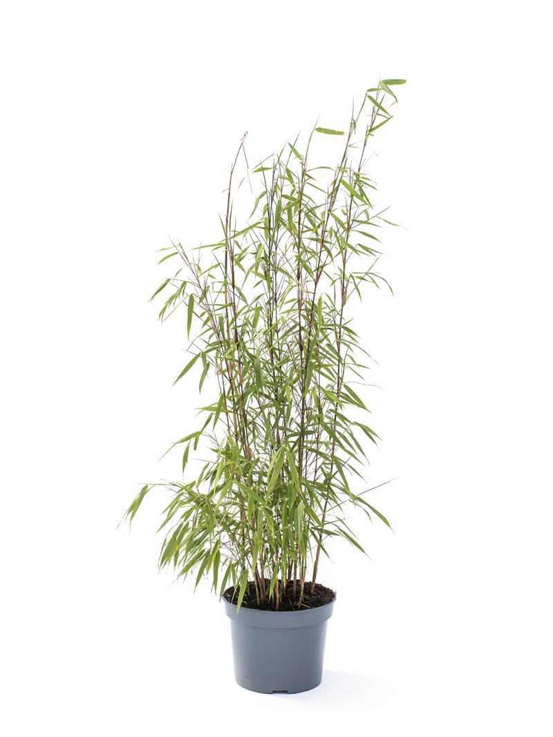 Bilde av FARGESIA NITIDA ' TRIFINA'-Spanne Plantesalg