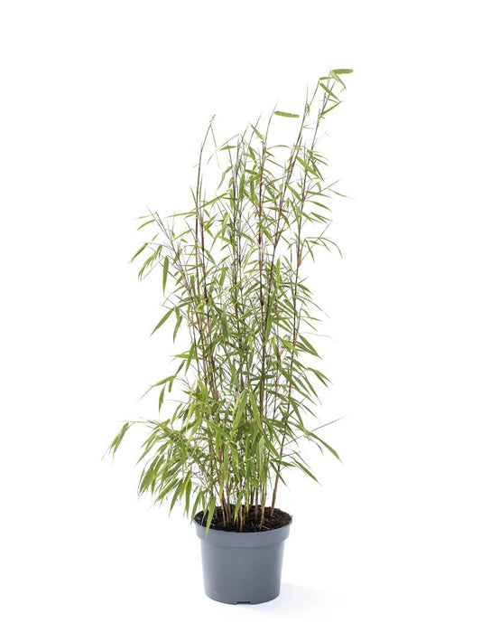 Bilde av FARGESIA NITIDA ' TRIFINA'-Spanne Plantesalg