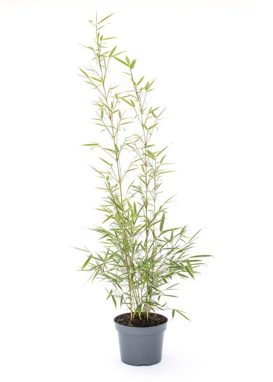 Bilde av FARGESIA MURIELAE 'CAMPBELL'-Spanne Plantesalg