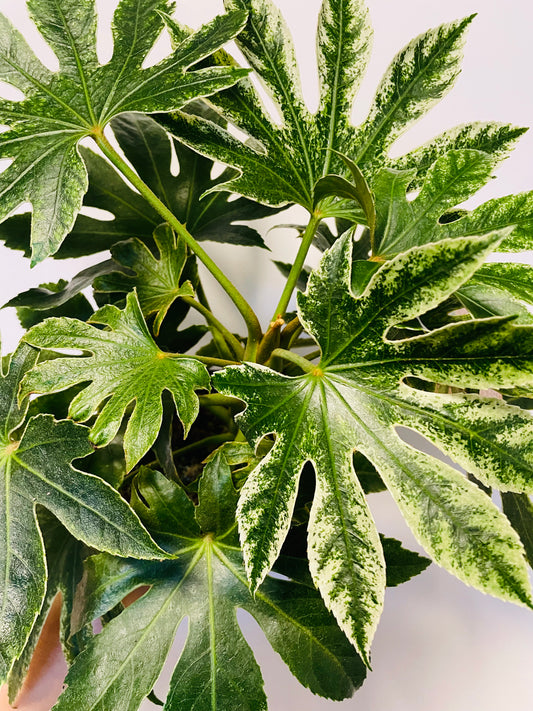 Bilde av Fatsia japonica ‘Spider Web’-Spanne Plantesalg