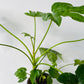 Bilde av FATSIA JAPONICA-Spanne Plantesalg