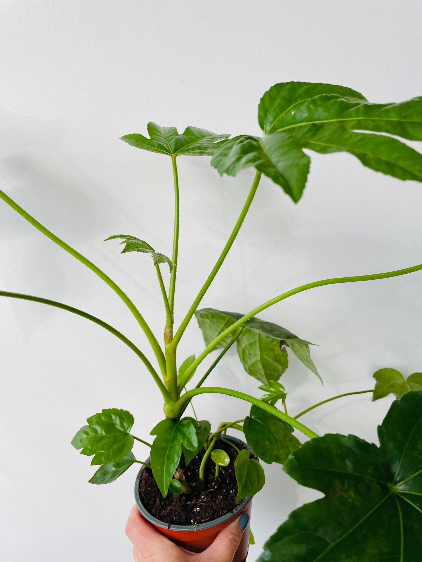 Bilde av FATSIA JAPONICA-Spanne Plantesalg